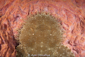 This young Wobbegong shark was lying in a vase coral whic... by Ann Donahue 
